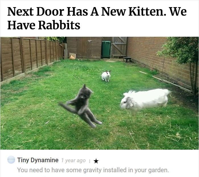 Cat - Next Door Has A New Kitten. We Have Rabbits Tiny Dynamine 1 year ago You need to have some gravity installed in your garden.