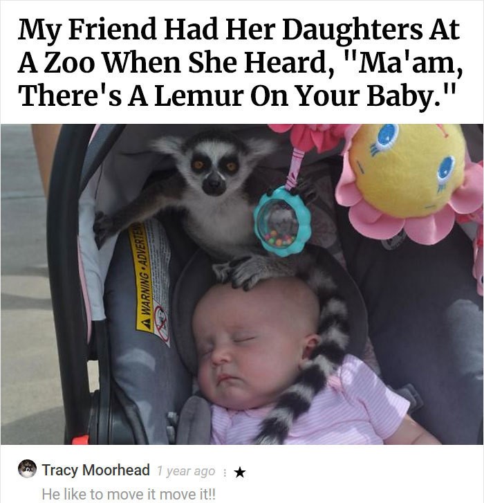 ma am there's a lemur on your baby - My Friend Had Her Daughters At A Zoo When She Heard, "Ma'am, There's A Lemur On Your Baby." A Warning Adverte A Tracy Moorhead 1 year ago He to move it move it!!