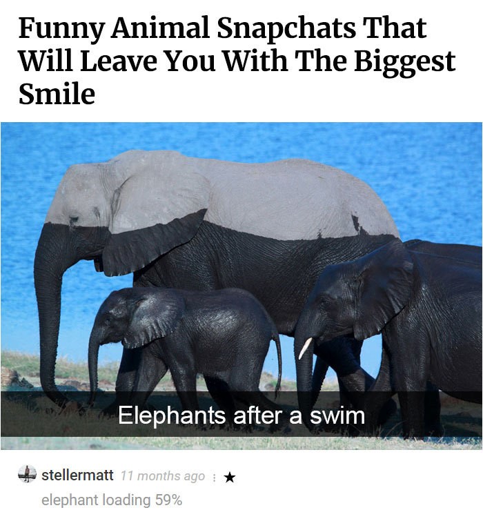 elephant wet - Funny Animal Snapchats That Will Leave You With The Biggest Smile Elephants after a swim stellermatt 11 months ago elephant loading 59%