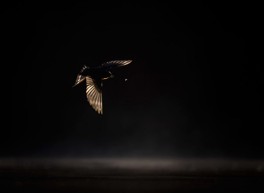 bird pic darkness