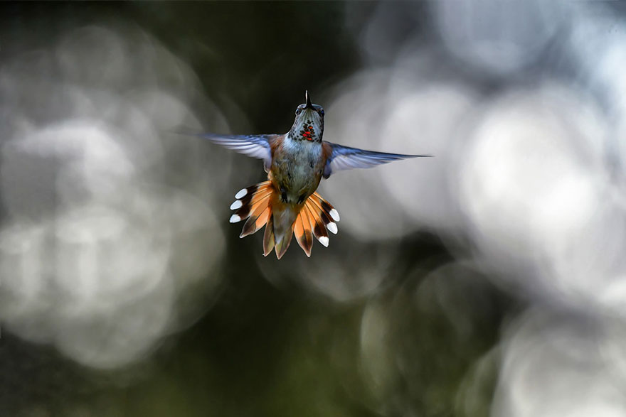 bird pic Rufous hummingbird