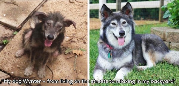 dog before and after adoption - "My dog Wynter from living on the streets to relaxing in my backyard"