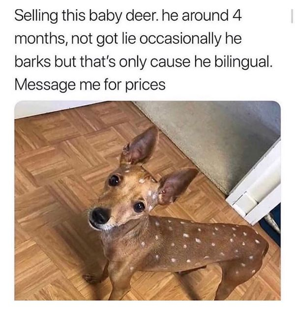 deer for sale meme - Selling this baby deer. he around 4 months, not got lie occasionally he barks but that's only cause he bilingual. Message me for prices