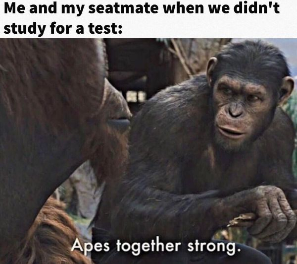 apes memes - Me and my seatmate when we didn't study for a test Apes together strong.