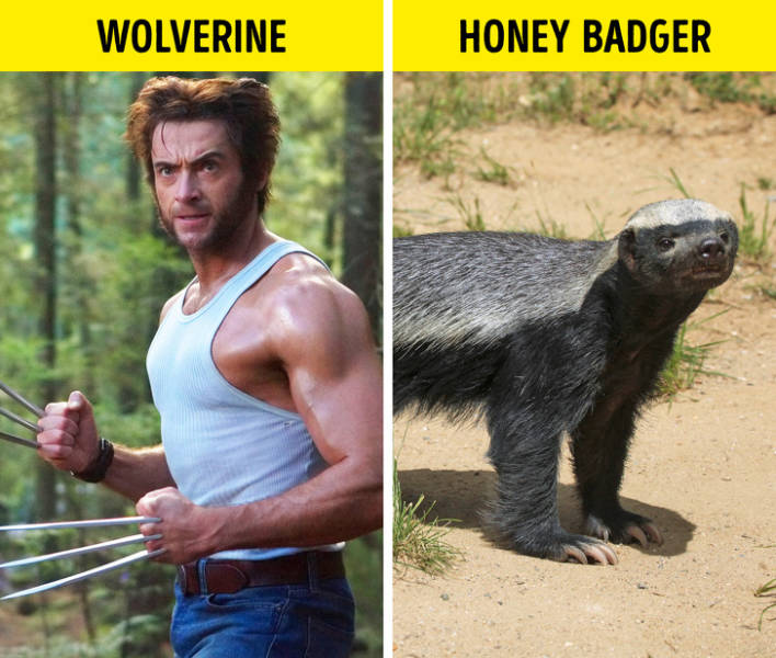 x-men: the last stand - Wolverine Honey Badger