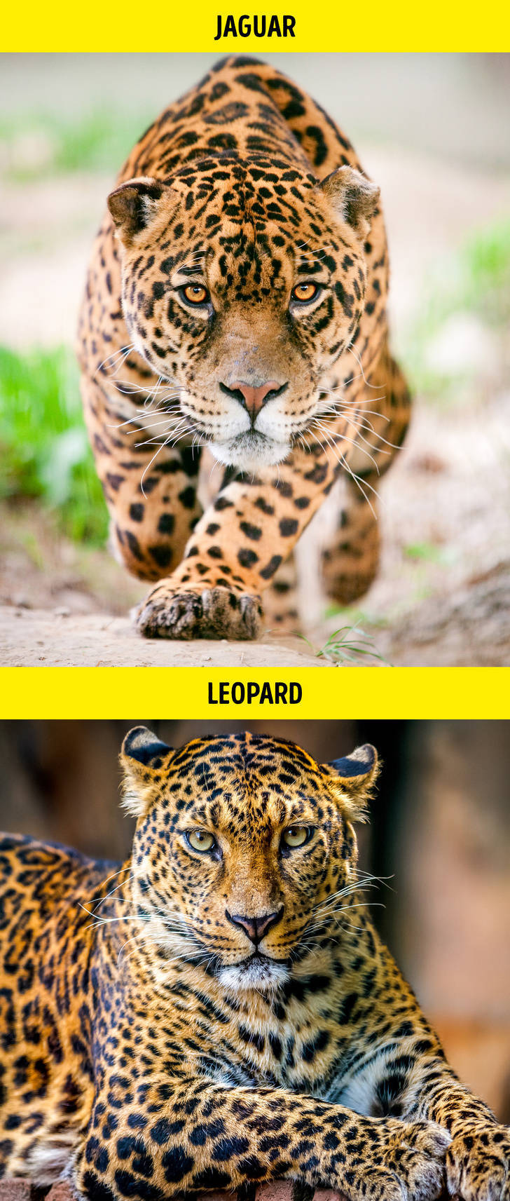 jaguar jaws - Jaguar Leopard