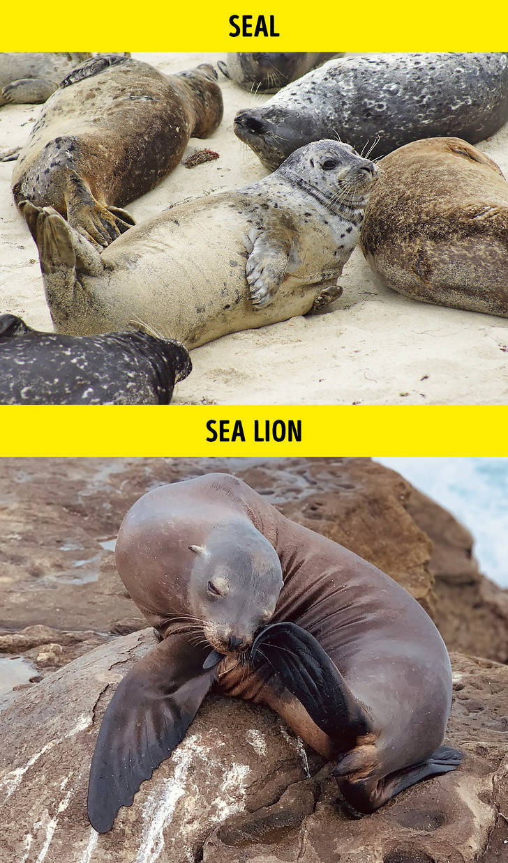 sea lion - Seal Sea Lion