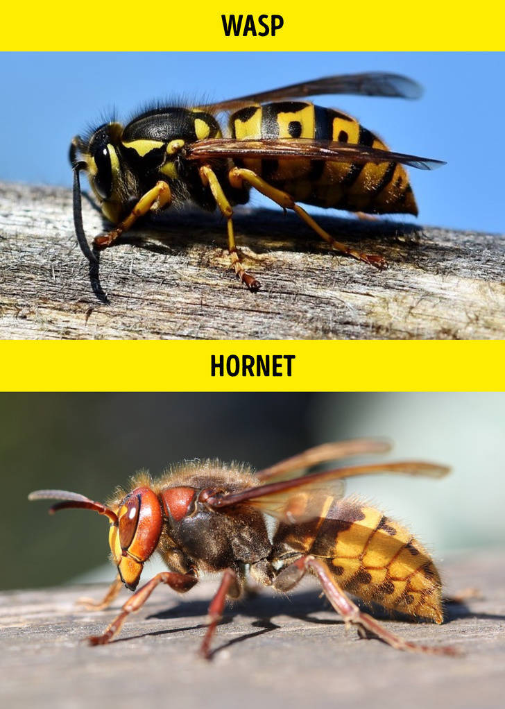 identify asian giant hornet - Wasp Hornet