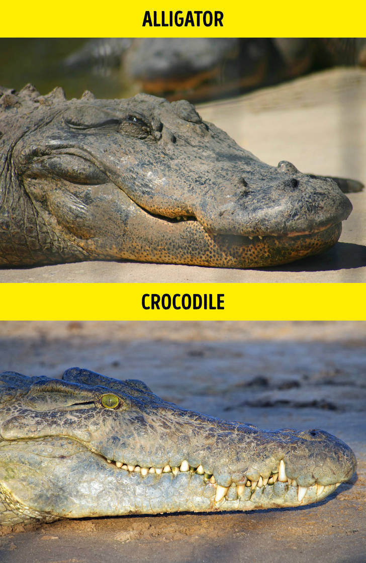 crocodile - Alligator Crocodile