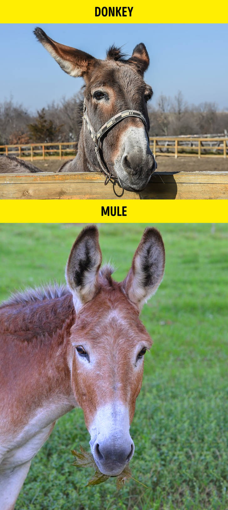 Donkey - Donkey Mule