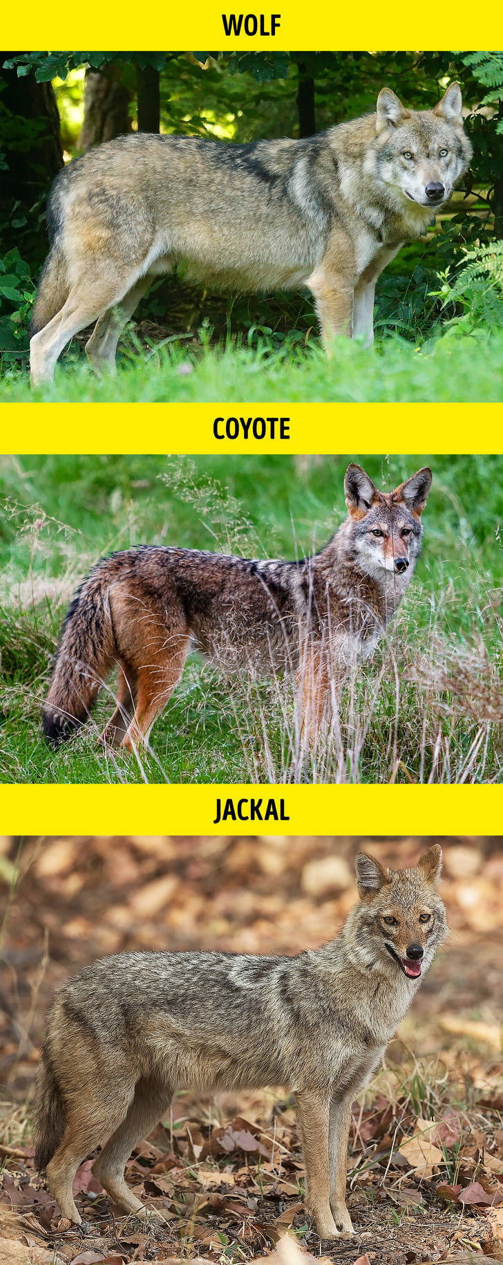 wildlife - Wolf Coyote Jackal