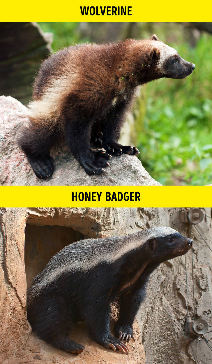 Wolverine - Wolverine Honey Badger
