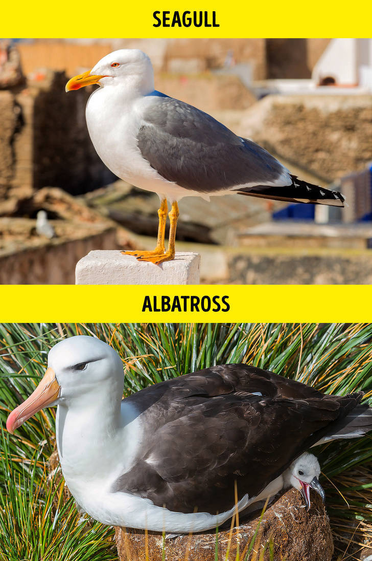 beak - Seagull Albatross
