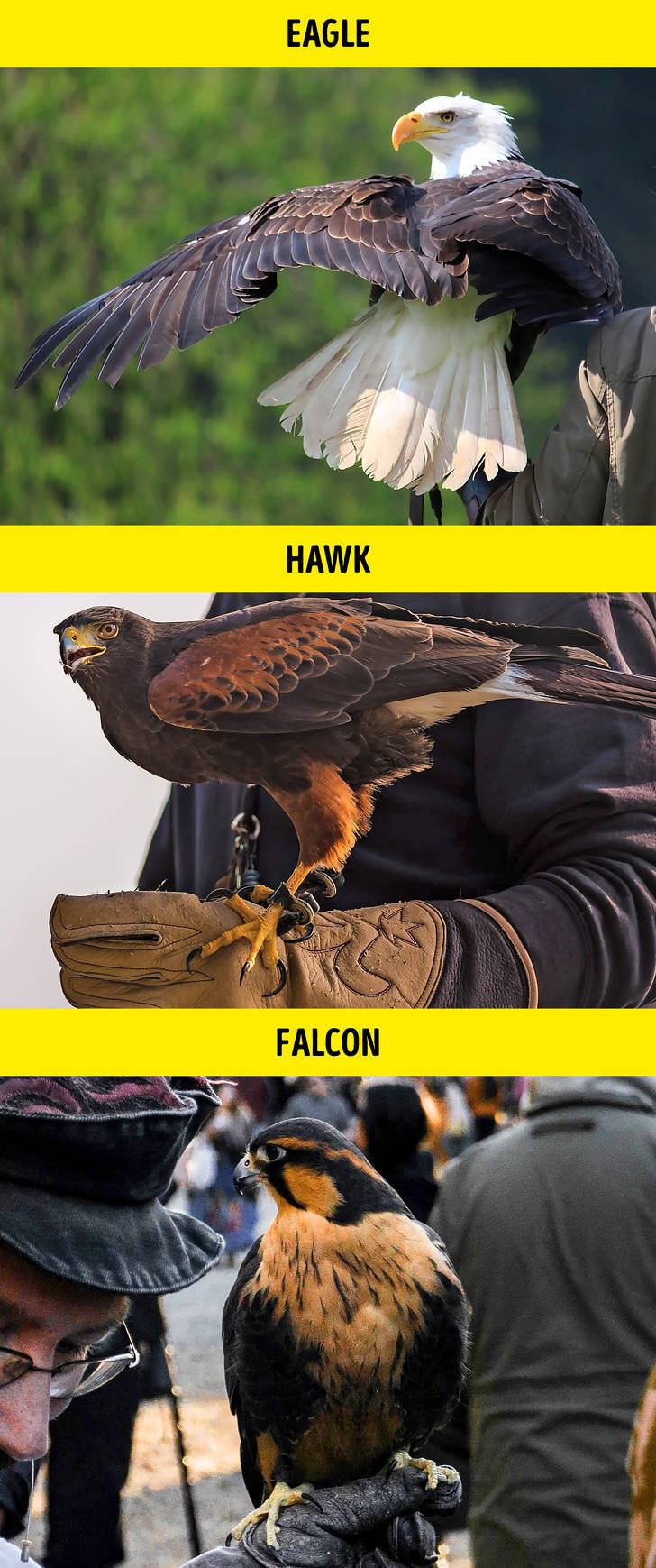 beak - Eagle Hawk Falcon