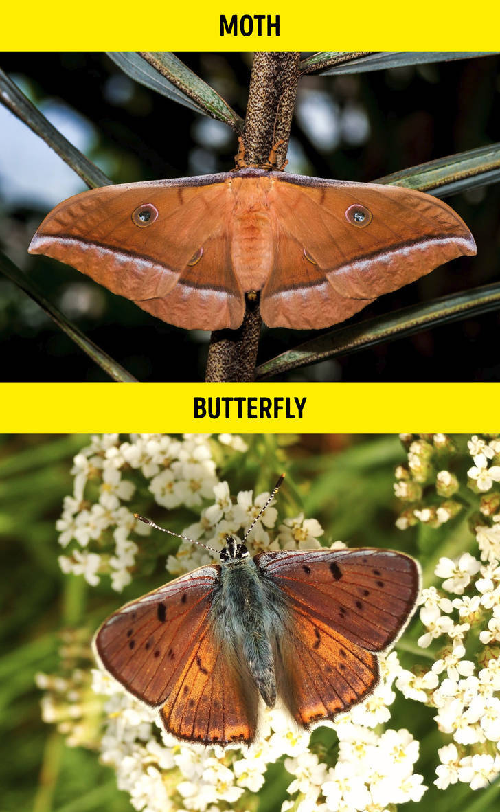 Butterflies - Moth s Butterfly