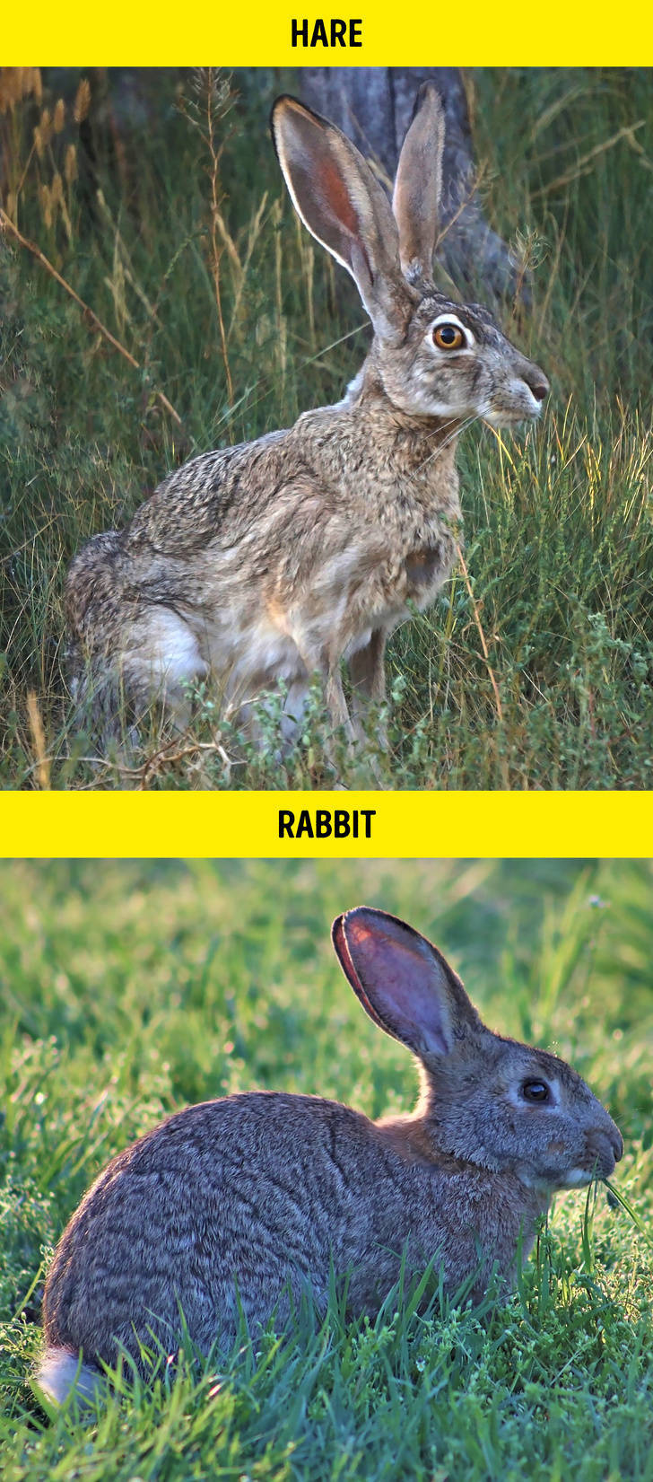 Rabbit - Hare Rabbit