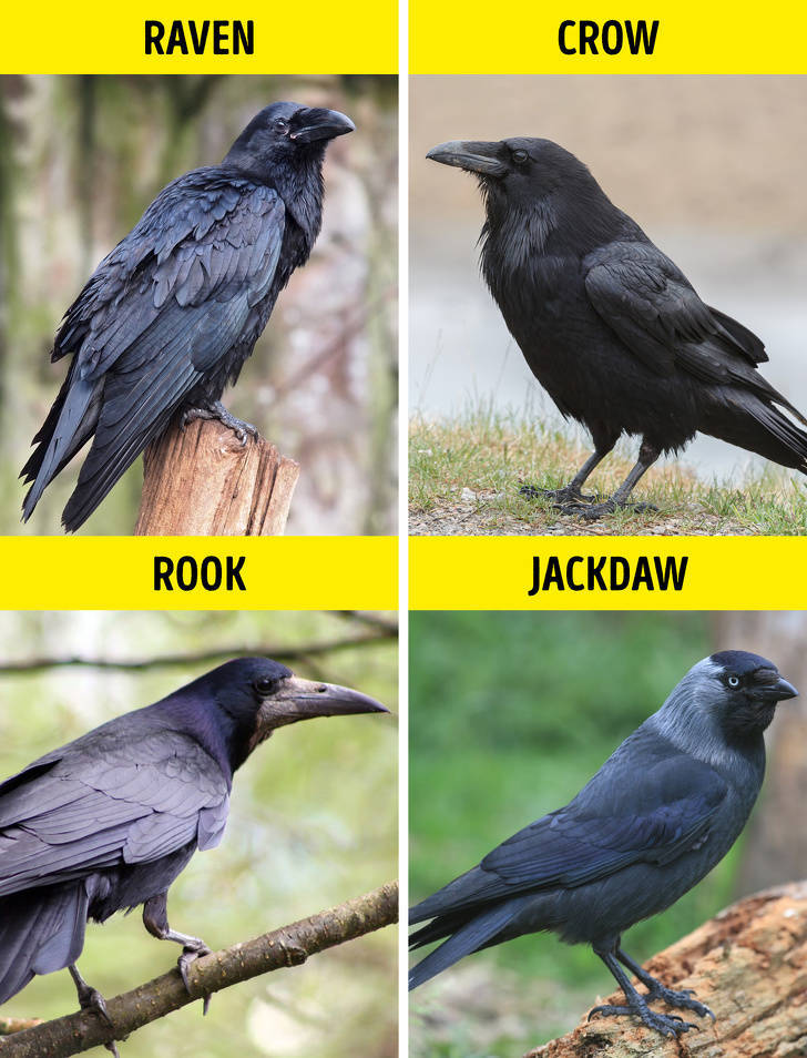american crow - Raven Crow Rook Jackdaw