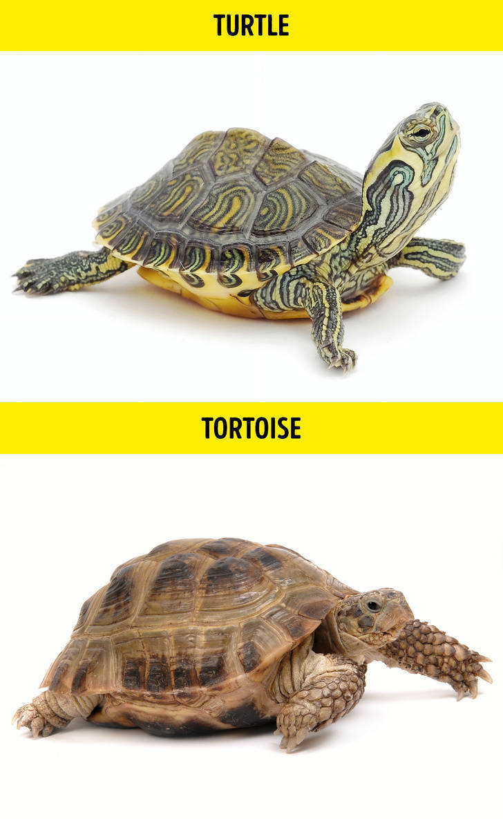 salmonella turtles - Turtle Tortoise