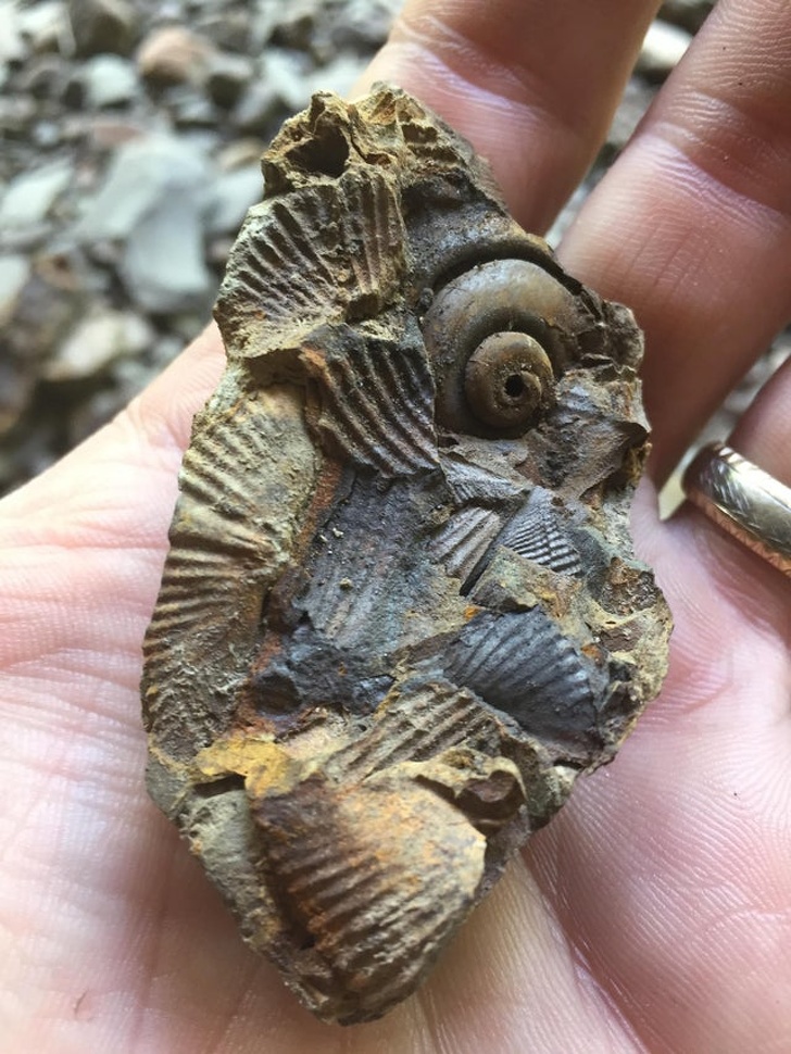 A fossil of various shells.