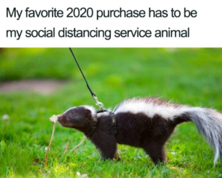 social distancing skunk meme - My favorite 2020 purchase has to be my social distancing service animal
