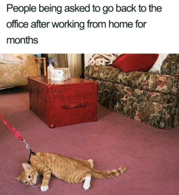 angry cat on a leash - People being asked to go back to the office after working from home for months