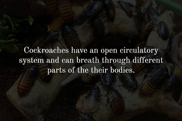 photo caption - Cockroaches have an open circulatory system and can breath through different parts of the their bodies.