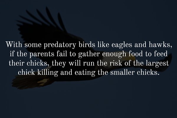 sky - With some predatory birds eagles and hawks, if the parents fail to gather enough food to feed their chicks, they will run the risk of the largest chick killing and eating the smaller chicks.