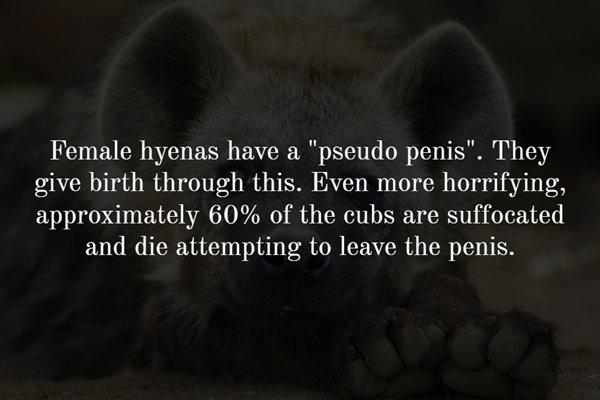 class quotes - Female hyenas have a "pseudo penis". They give birth through this. Even more horrifying, approximately 60% of the cubs are suffocated and die attempting to leave the penis.