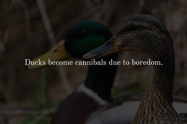 beak - Ducks become cannibals due to boredom.
