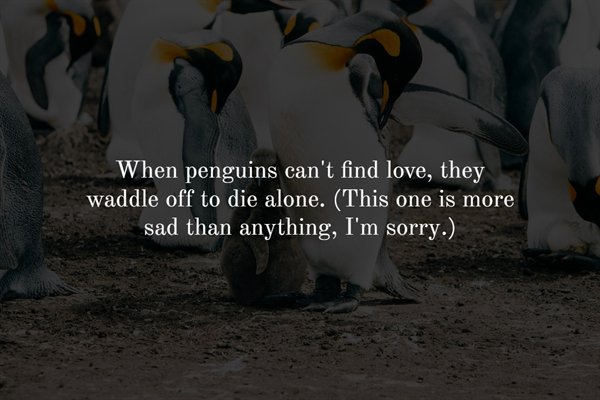 fauna - E When penguins can't find love, they waddle off to die alone. This one is more sad than anything, I'm sorry.
