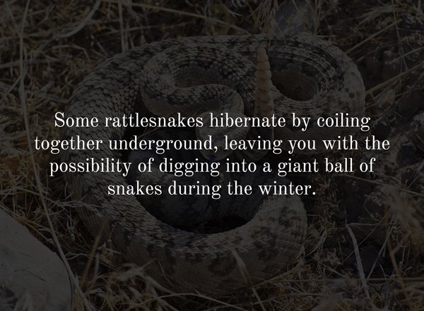 fauna - Some rattlesnakes hibernate by coiling together underground, leaving you with the possibility of digging into a giant ball of snakes during the winter.