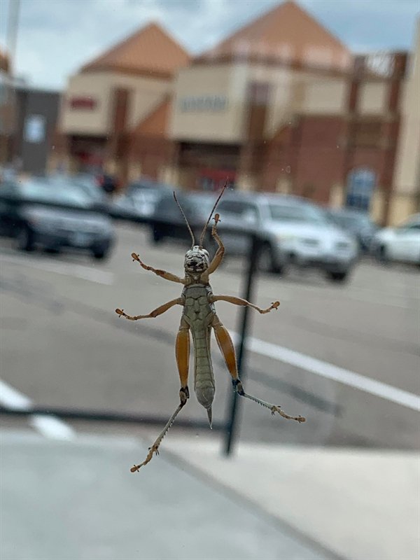 “The thorax of this bug looks like a cat with sunglasses.”