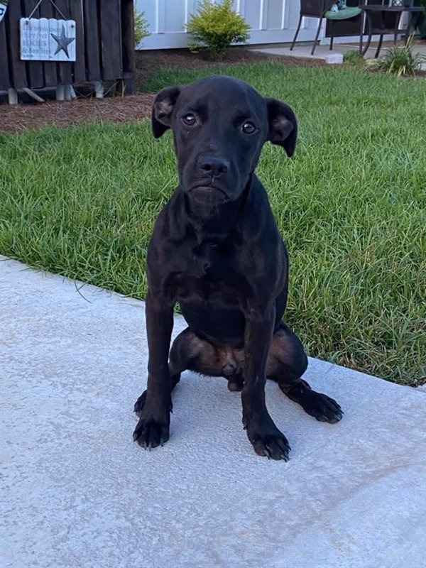 “This dog has an underbite that makes it look like he’s frowning.”