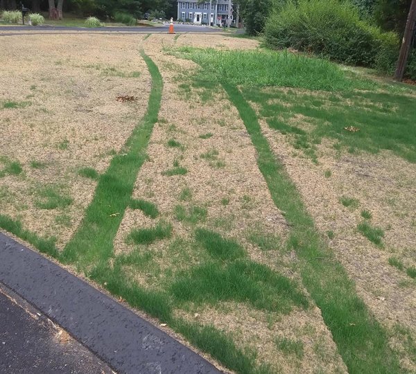 “The grass someone ran over is growing better than the grass that wasn’t.”