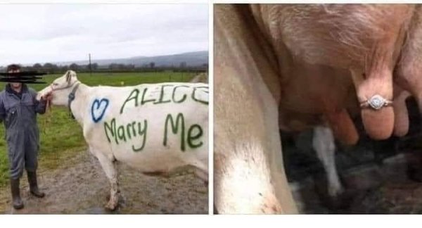 cow udder engagement ring - Allge Marry Me