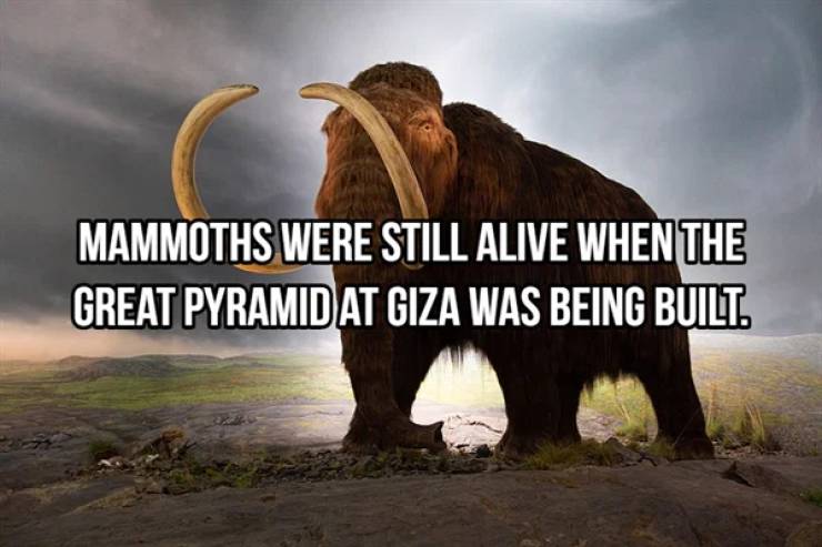last mammoth - Mammoths Were Still Alive When The Great Pyramid At Giza Was Being Built.