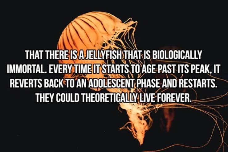 That There Is A Jellyfish That Is Biologically Immortal. Every Time It Starts To Age Past Its Peak, It Reverts Back To An Adolescent Phase And Restarts. They Could Theoretically Live Forever. Ani