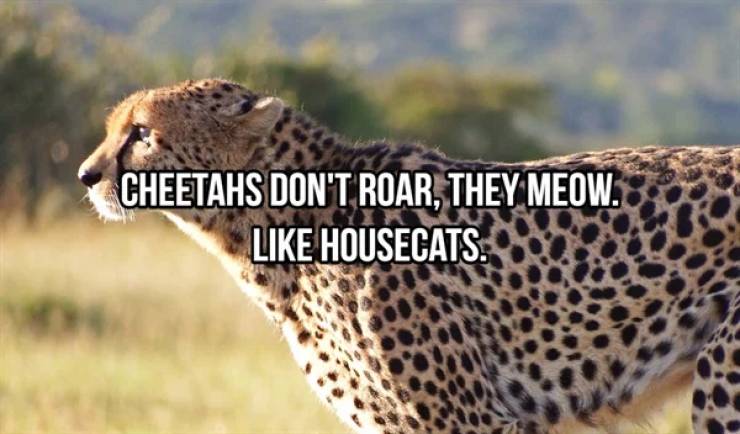 cheetah - Cheetahs Don'T Roar, They Meow. Housecats.