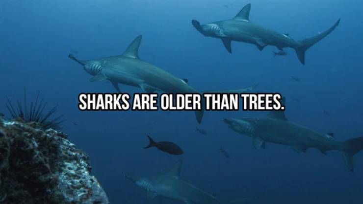 Sharks - Sharks Are Older Than Trees.
