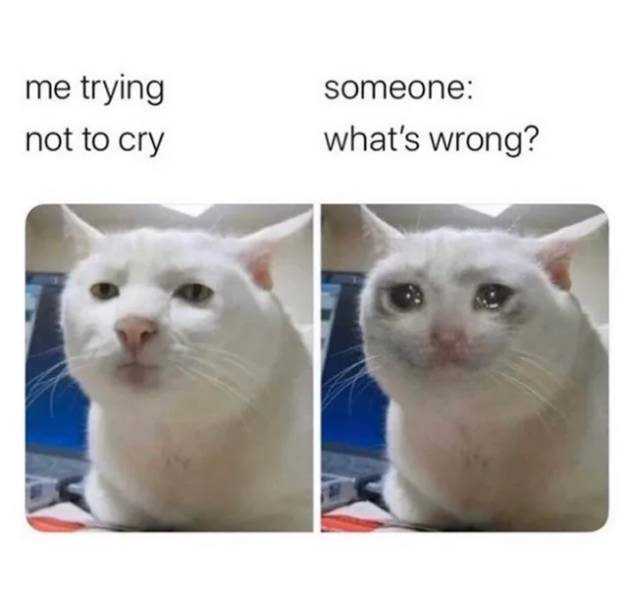 meme cat - me trying not to cry someone what's wrong?