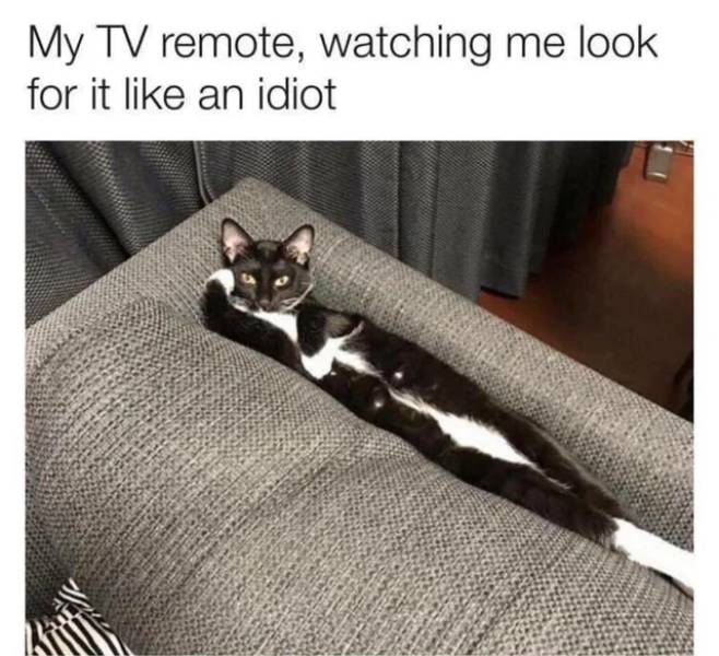 my remote watching me look - My Tv remote, watching me look for it an idiot