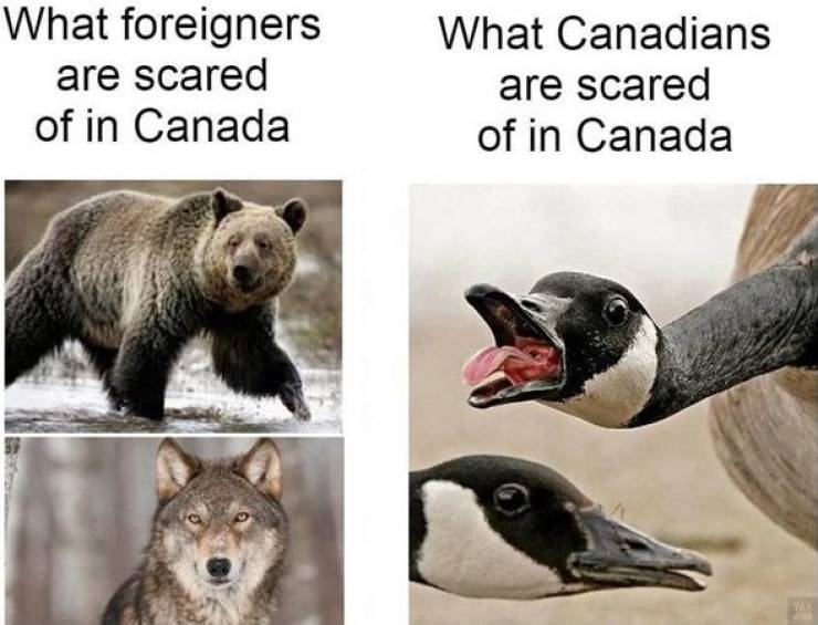 canada geese - What foreigners are scared of in Canada What Canadians are scared of in Canada