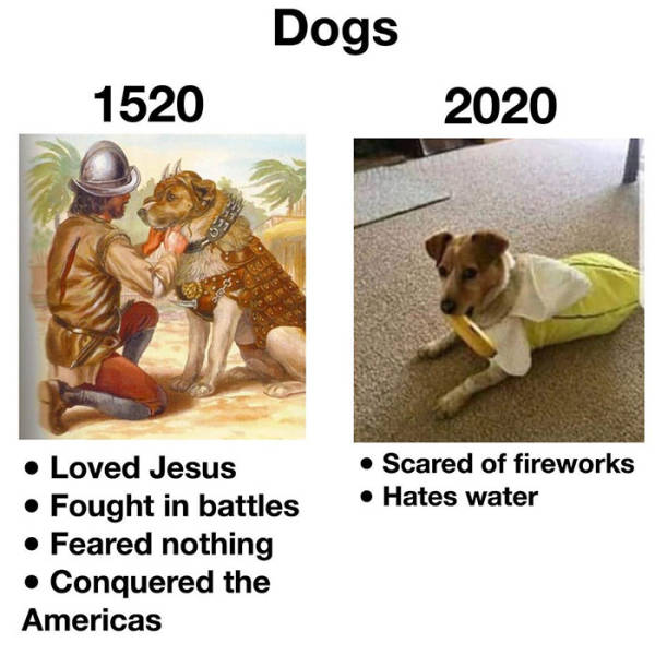 armor useless meme - Dogs 1520 2020 Scared of fireworks Hates water Loved Jesus Fought in battles Feared nothing Conquered the Americas