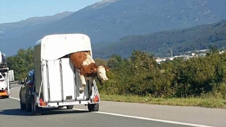 cow escaping a trailer while on the highway