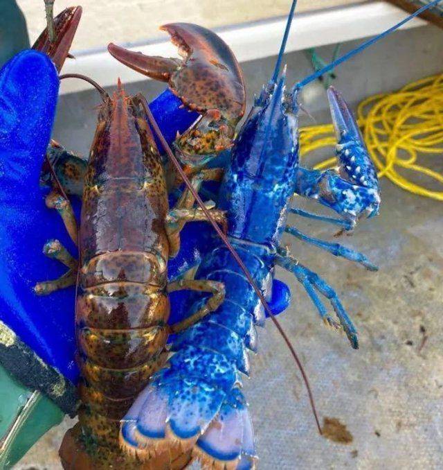 rare blue lobster