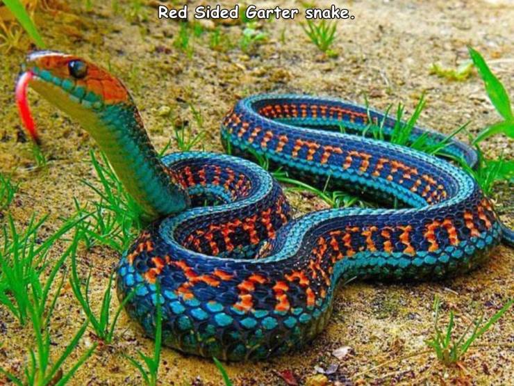 california snake - Red Sided Garter snake.