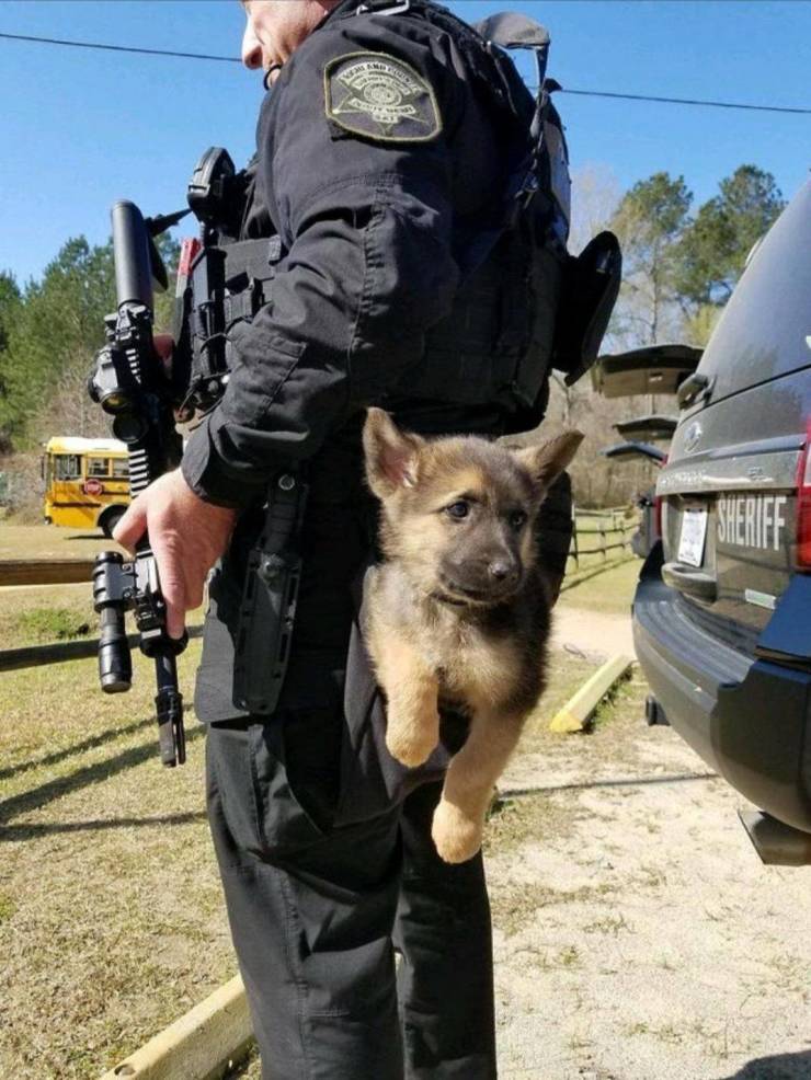 cute police dog