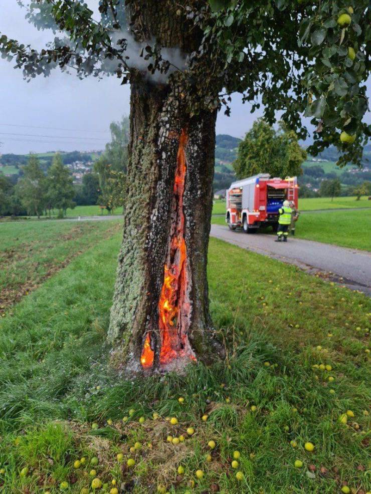 tree with fire inside