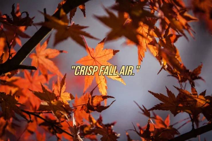 leave autumn - "Crisp Fall Air."