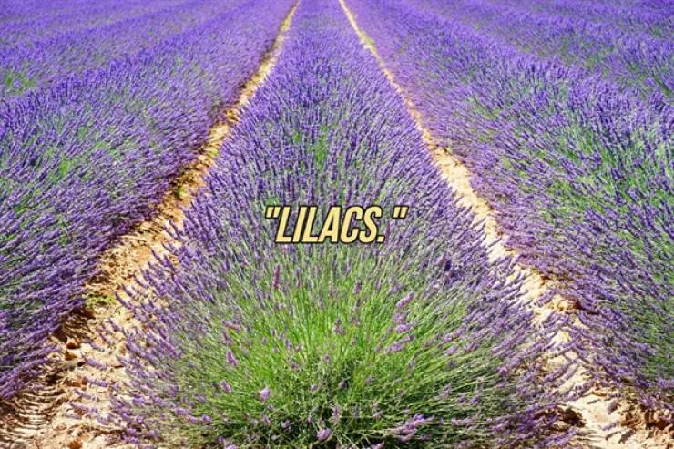 "Lilacs.